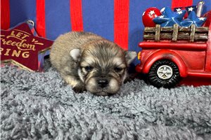 Lambert - Pomeranian for sale
