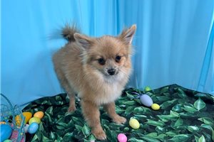 Creek - Pomeranian for sale