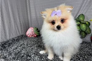 Suzie - Pomeranian for sale