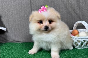 Sarah - Pomeranian for sale