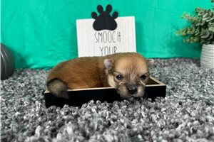 Chieftain - puppy for sale