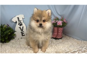 Lambert - Pomeranian for sale