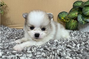 Finley - Pomeranian for sale