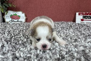 Finley - Pomeranian for sale