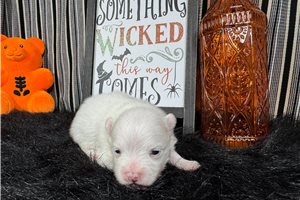Omar - puppy for sale