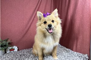Faith - Pomeranian for sale