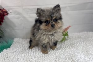 Sammy - Pomeranian for sale
