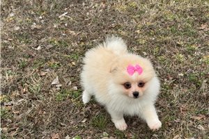 Sally - Pomeranian for sale