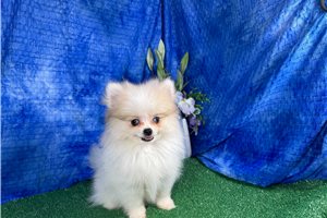Finley - Pomeranian for sale
