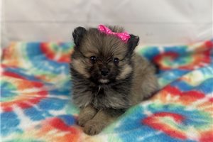 Cami - puppy for sale