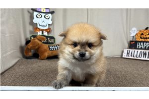 Chieftain - Pomeranian for sale