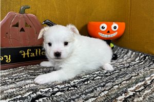 Ollie - Pomeranian for sale