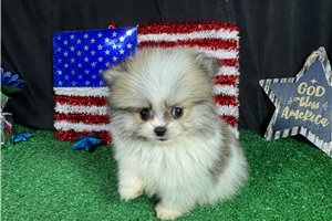 Felton - Pomeranian for sale
