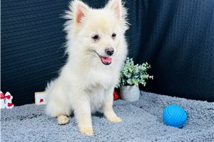 Garry - Pomeranian for sale