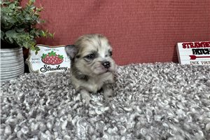 Fergus - puppy for sale