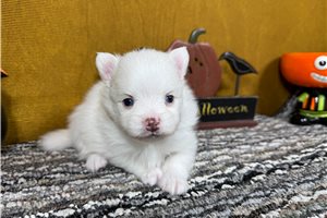 Omar, a Pomeranian puppy