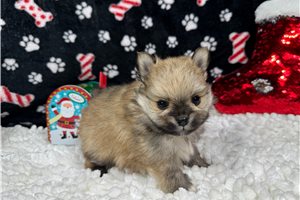 Palmer - puppy for sale