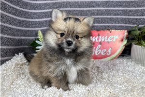 Nalia - Pomeranian for sale
