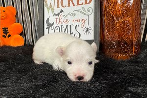 Ollie - puppy for sale
