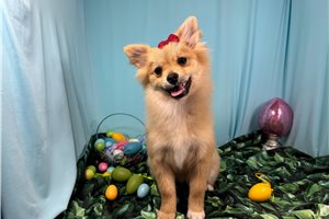 Nellie - Pomeranian for sale