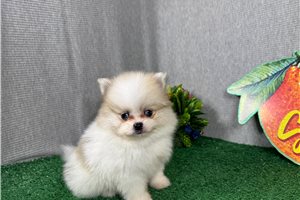 Finley - Pomeranian for sale