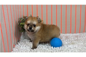 Lambert - Pomeranian for sale