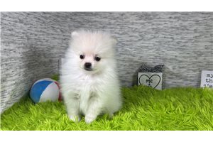 Edgar - Pomeranian for sale