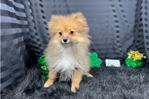 Sawyer - Pomeranian for sale