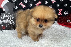 Amir - puppy for sale