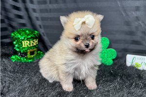 Madeline - Pomeranian for sale