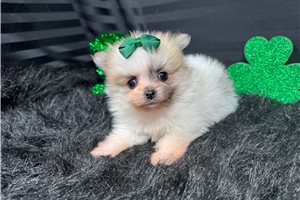 Marie - Pomeranian for sale
