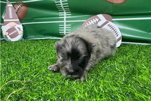 Rosetta - puppy for sale