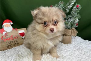 Fudge - puppy for sale