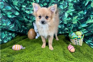 River - Pomeranian for sale