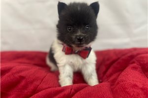 Camper - Pomeranian for sale