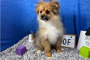 Sawyer - Pomeranian for sale