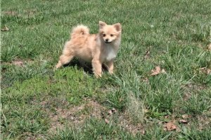Nellie - Pomeranian for sale