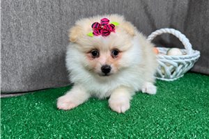 Sugar - Pomeranian for sale