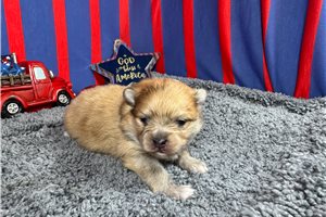Nautilus - Pomeranian for sale
