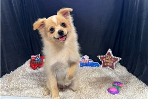 Suzie - Pomeranian for sale