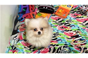 Finley - Pomeranian for sale