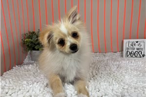 Suzie - Pomeranian for sale