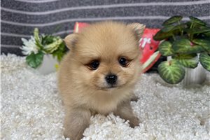 Lance - Pomeranian for sale