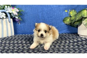 Chip - Pomeranian for sale