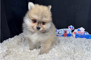 Lambert - Pomeranian for sale