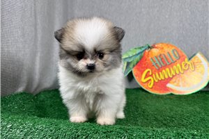 Felton - Pomeranian for sale