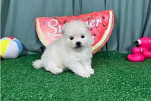 Eddy - puppy for sale