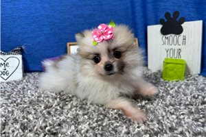 Marie - Pomeranian for sale