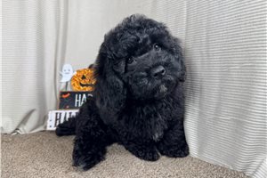 Colin - Miniature Poodle for sale