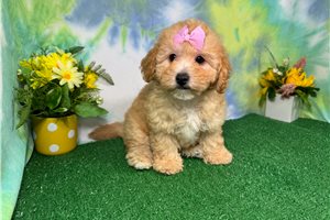 Teesha - Poodle, Miniature for sale